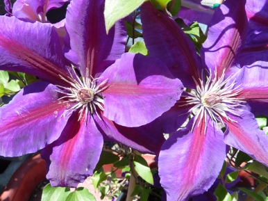 Large-flowering purple Clematis in bloom