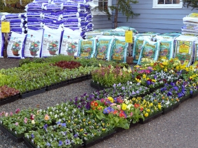 Early spring bedding plants and potting soil