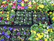 Spring bedding: pansies and primroses