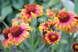 Red and yellow Blanket Flowers with long-lasting summer blossoms