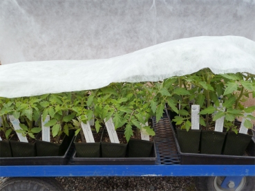 Frost-sensitive tomatoes arrive at the Nursery: a little frost cloth helps protect them at night