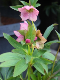 Hellebore with long-lasting pink blossoms