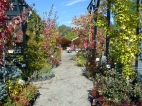 A great variety of plants on display invite all to stroll through the Nursery