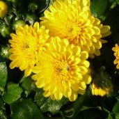 Yellow garden mums for vibrant flowers in autumn