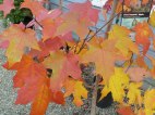 Maple tree showing off its fabulous fall color