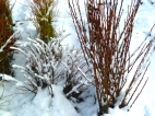 A little snow on our bareroot shrubs