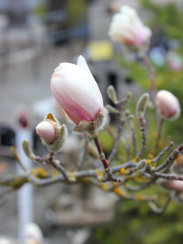 Saucer Magnolia buds just starting to open