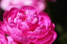 Vibrant pink peony blossom