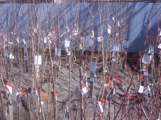 A great selection of fruit trees in bareroot