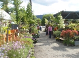 Shoppers have lots of plants to choose from