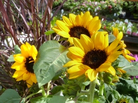 trinity-nursery-sunflower